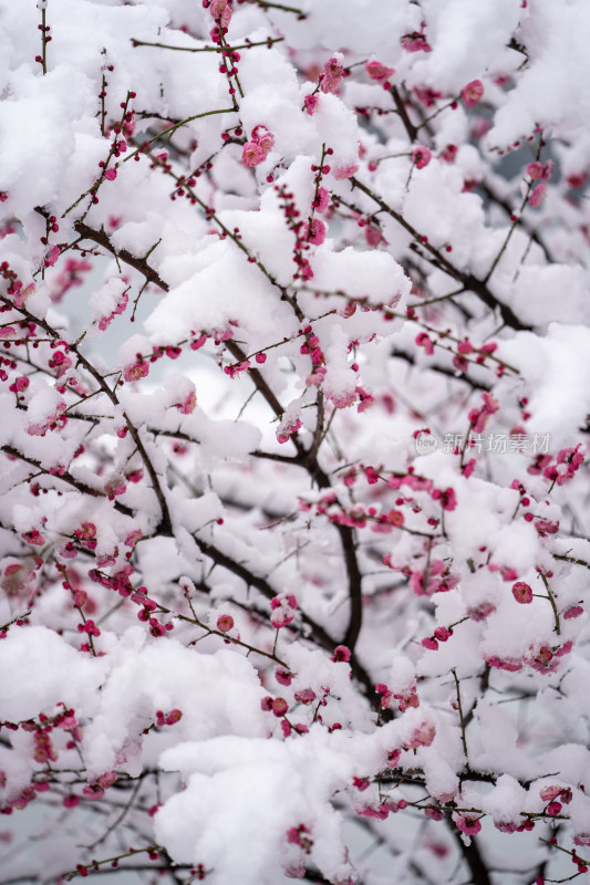 雪后的梅花很美