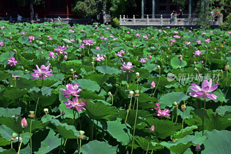 河北省保定市古莲花池