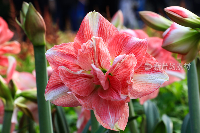 朱顶红 花孔雀 鲜花