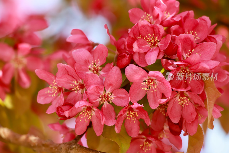 北京元大都海棠花溪