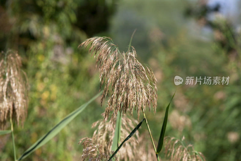 秋季湖边生长的芦苇花特写