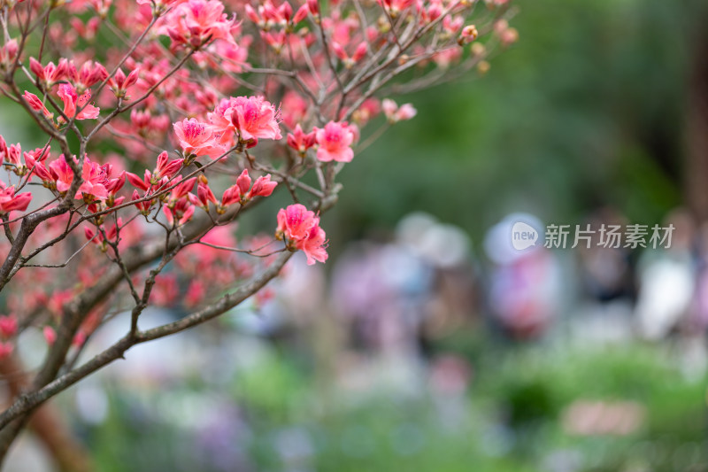 杜鹃花、映山红