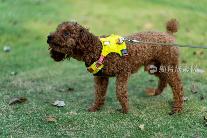 狗站在草地上的特写镜头