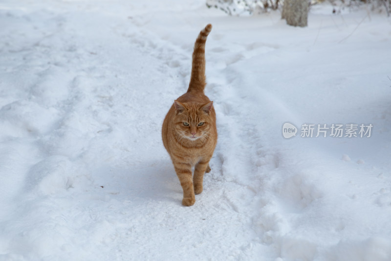 雪地里漫步的橘色中华田园猫