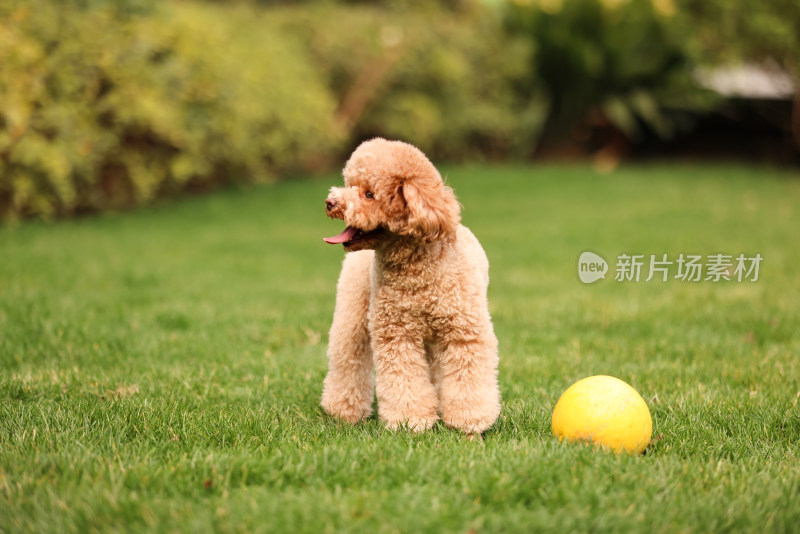 一只草地上玩耍的泰迪犬