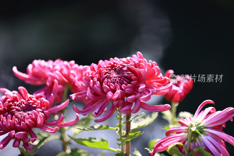 杭州植物园菊花展盛开的玫红色菊花特写