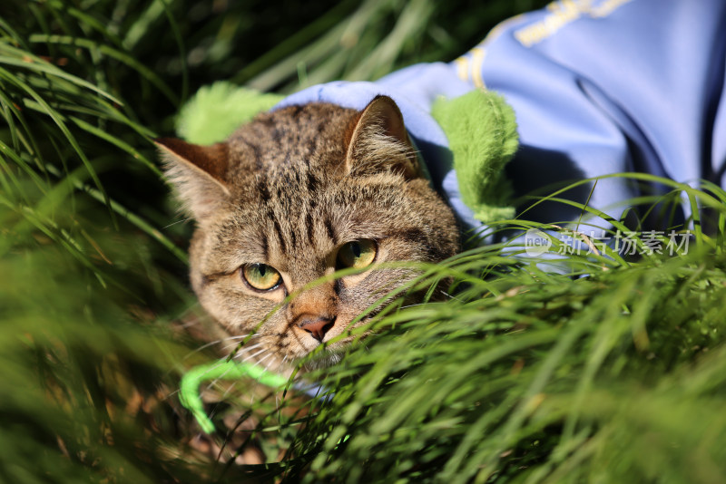 杭州西湖花港观鱼的流浪猫狸花猫