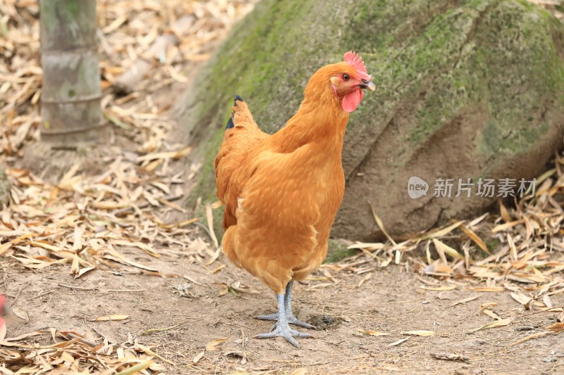 山林竹林散养土鸡