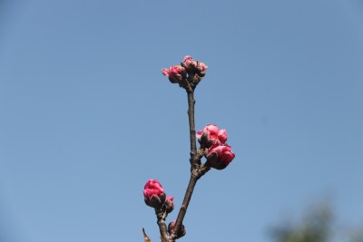 红桃花 红色桃花 6962