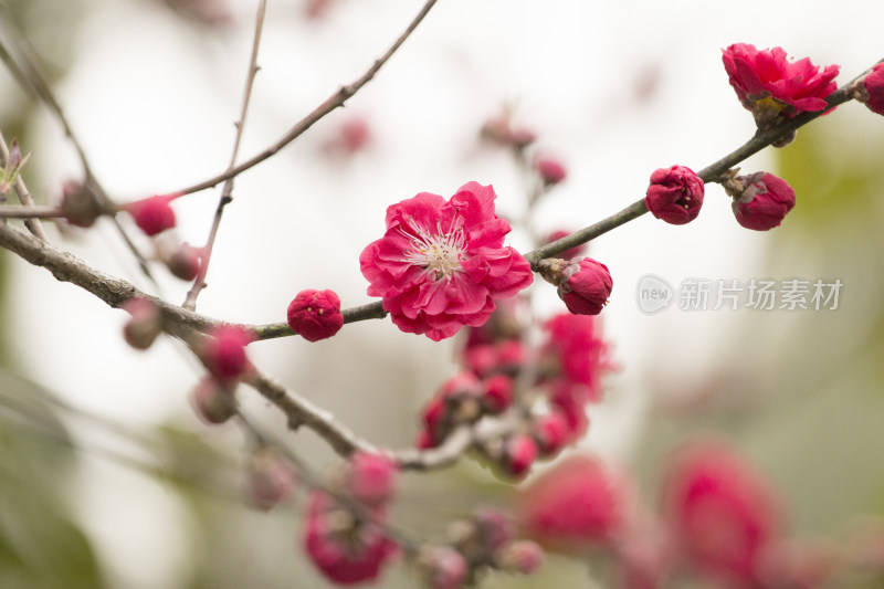 春天百花盛开