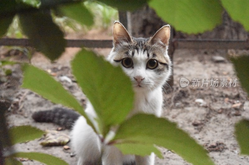 流浪猫公园