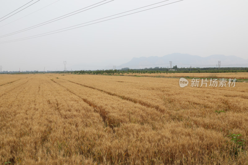 麦田麦子地成熟的小麦