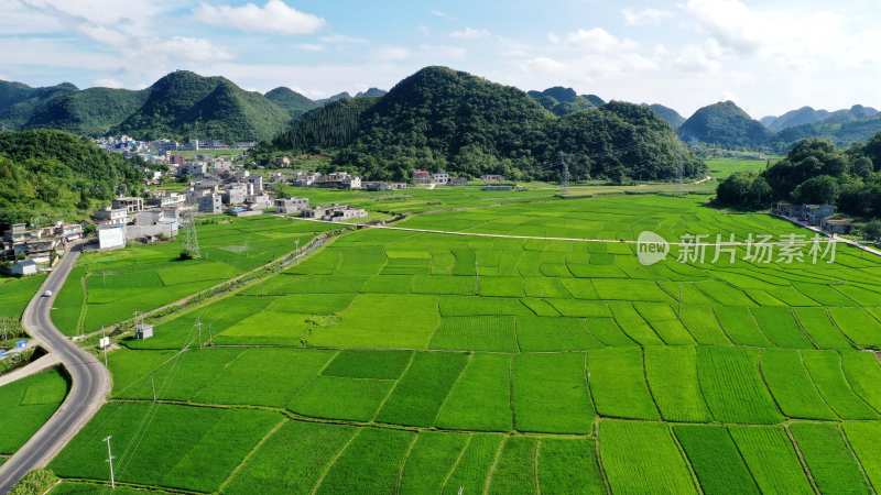 夏季乡村田园水稻稻田风光