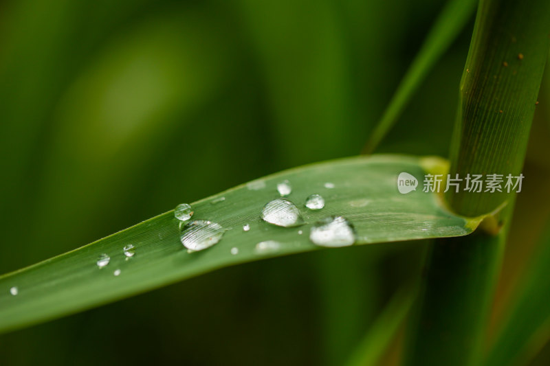 绿叶上的晶莹水珠特写