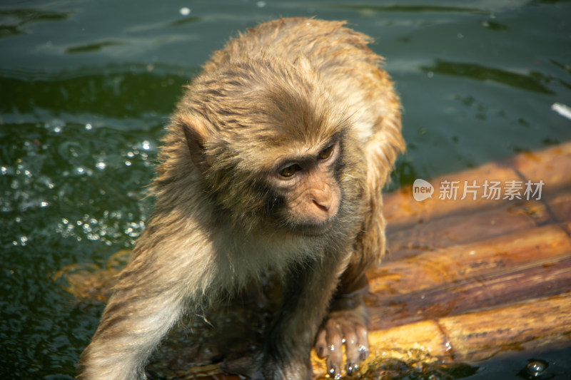 水面竹筏上猕猴戏水