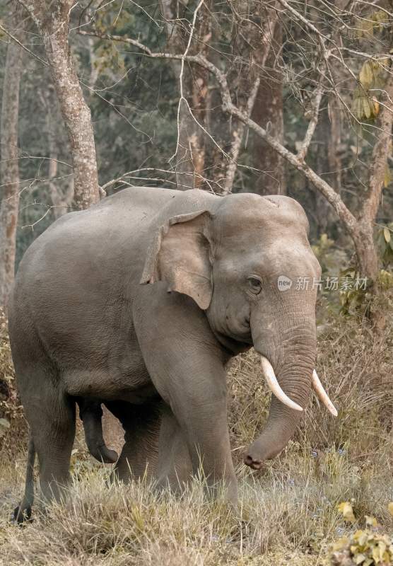 野生动物大象亚洲象