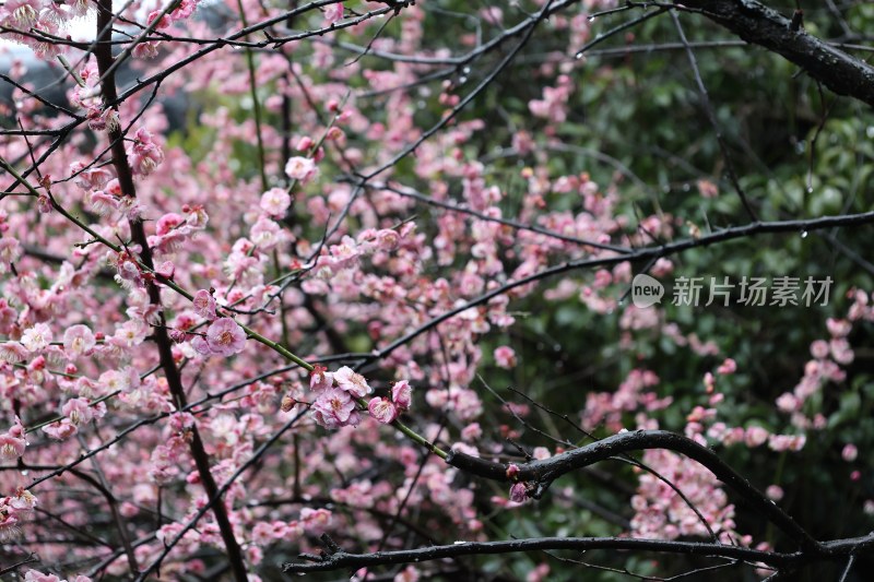 盛开的粉色梅花