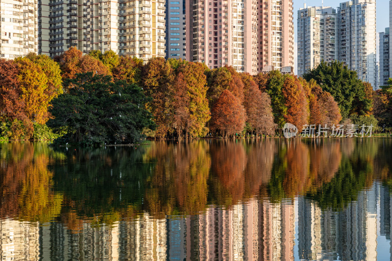 深圳洪湖公园水杉林航拍