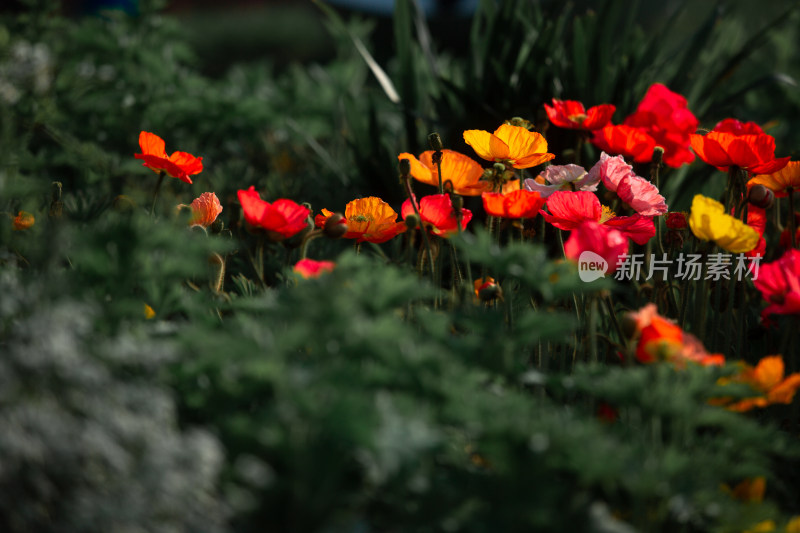 春天的花朵