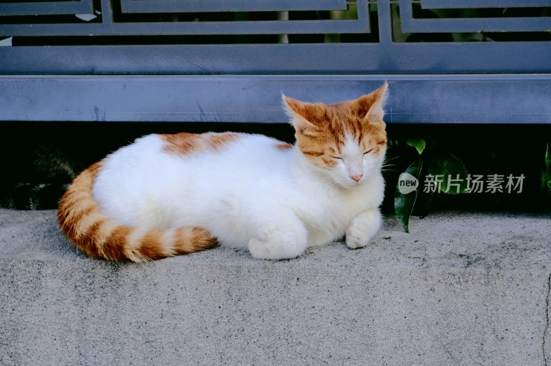 南京拍摄的流浪猫咪