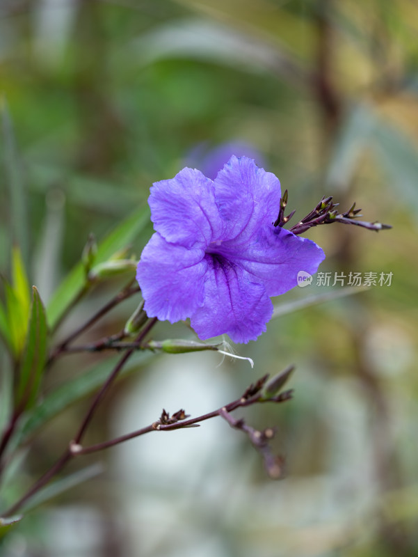 翠芦莉花朵特写