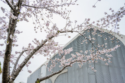 龙美术馆 上海樱花 上海春天 城市樱花