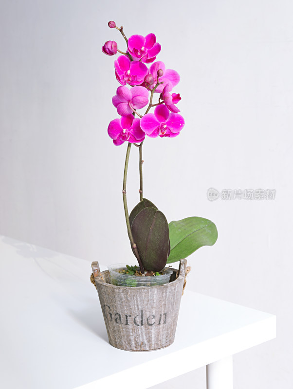 桌面上摆放着的盆栽鲜花蝴蝶兰