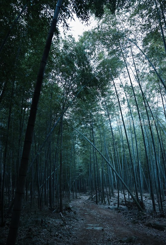 茂密竹林中的林间小道