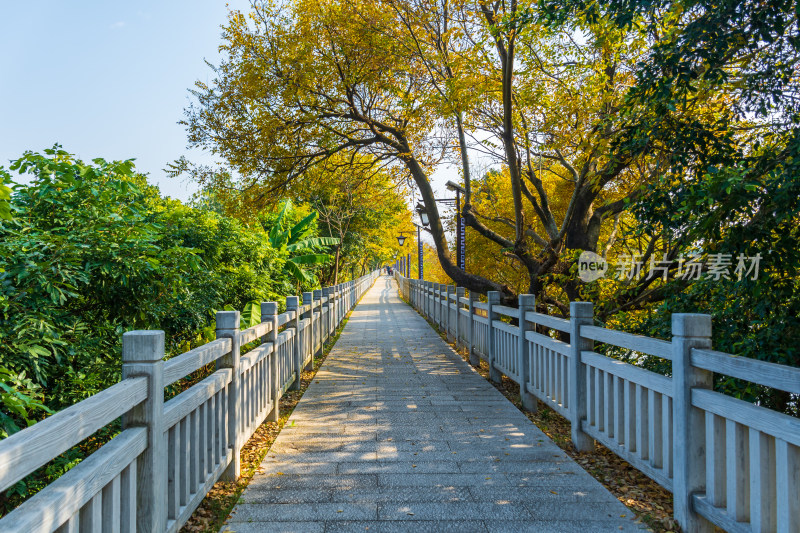 绿树环绕的林间石板步道