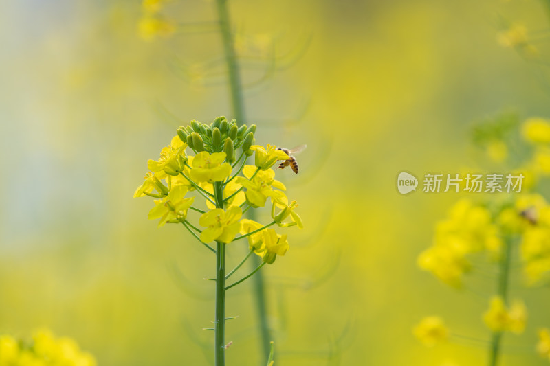 春天油菜花和蜜蜂