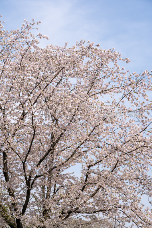 武汉东湖樱花园白色樱花盛开