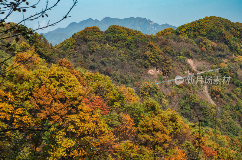 河南洛阳白云山风景区秋天多彩的树木