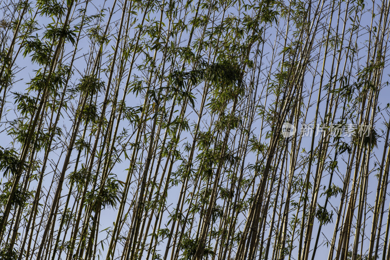 挺拔茂密的竹林风景