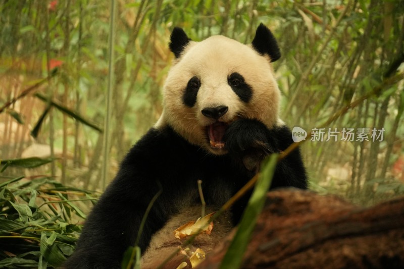 熊猫坐在竹林中吃竹子的可爱模样