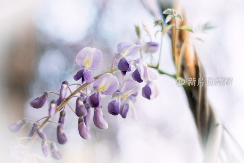 紫藤花特写展现春日浪漫气息