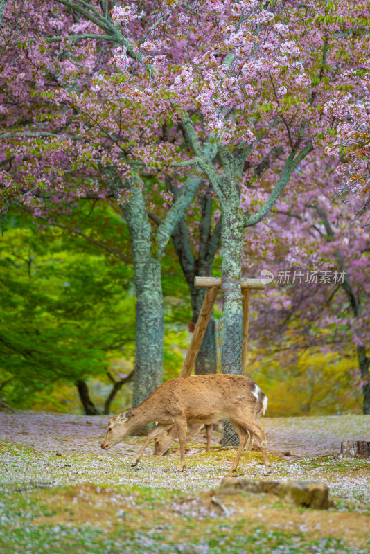 樱花园里的鹿