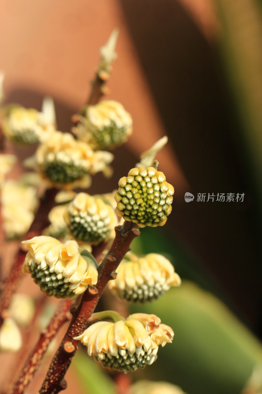 结香花花蕾实拍素材