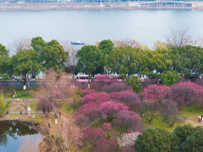 长沙橘子洲梅园梅花