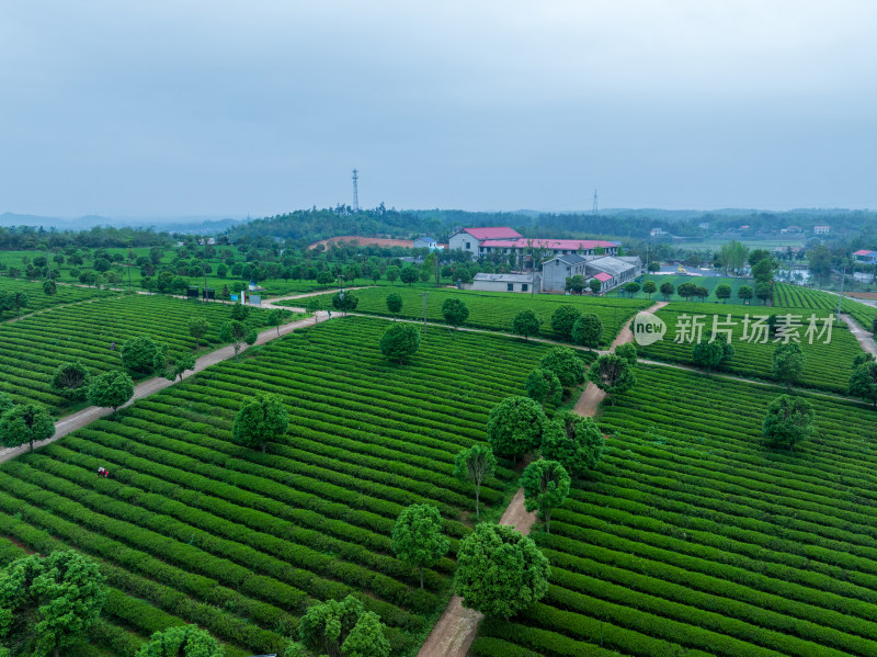 春天的长沙乌山茶场航拍