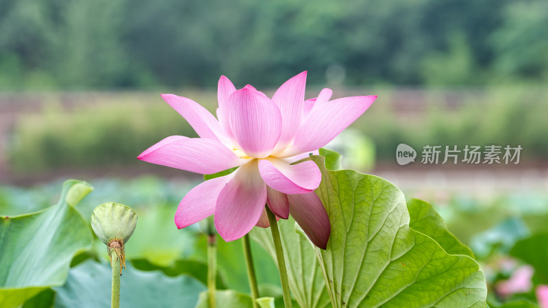 夏日的荷花特写