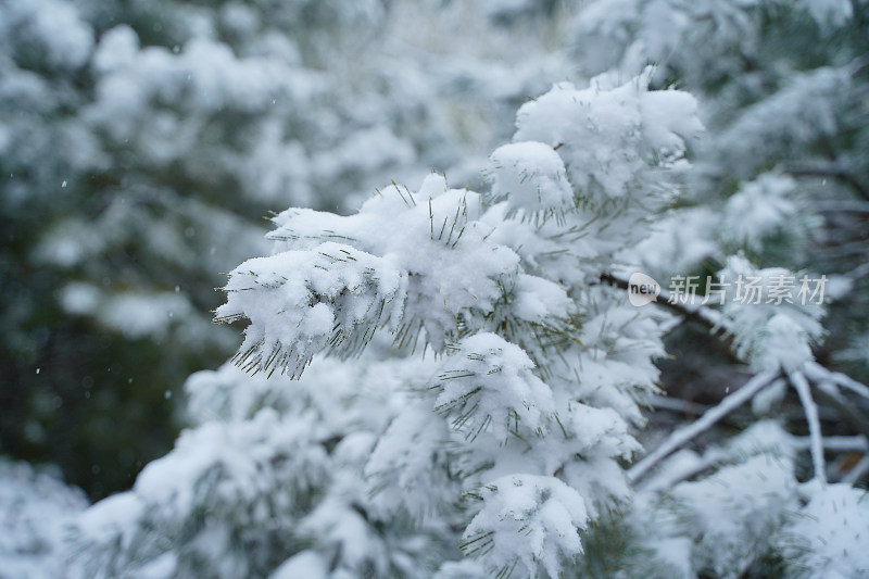 植物上的积雪素材