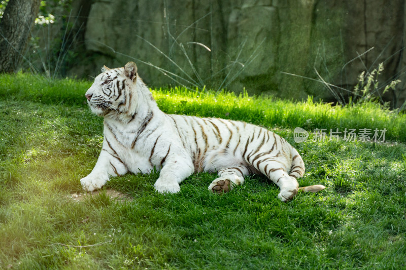 白虎孟加拉虎躺在草地上休息