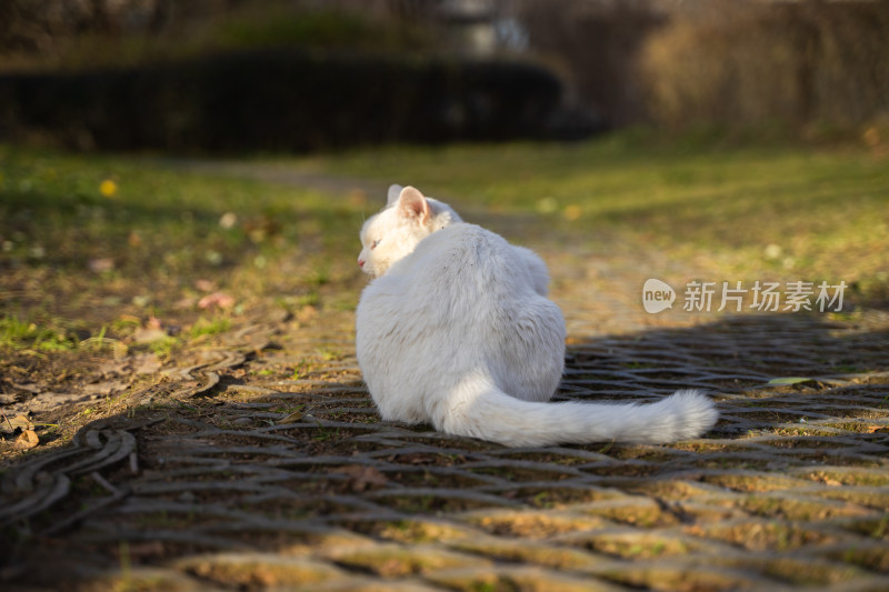 白猫在小路上休息趴着背影