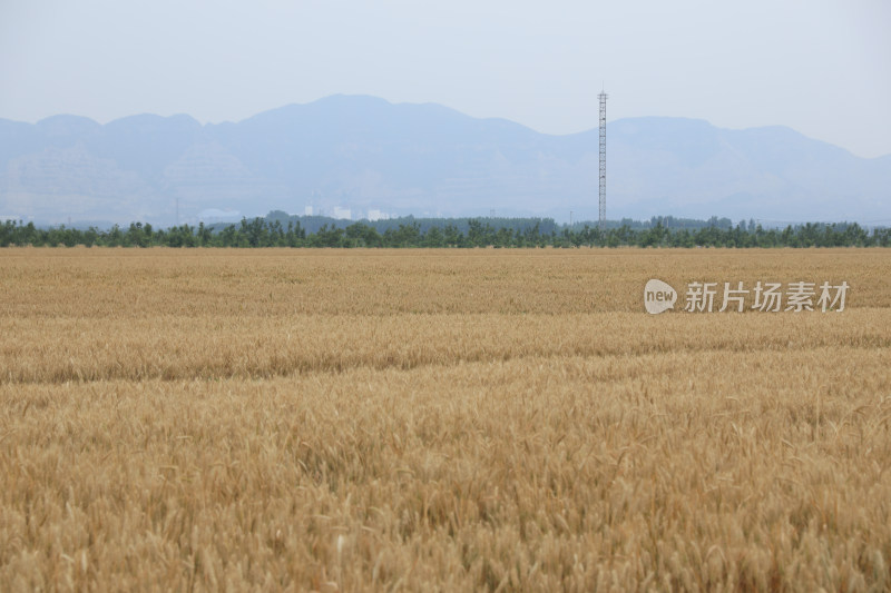 麦田麦子地成熟的小麦