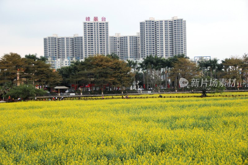 广东东莞：莲湖风景区油菜花田