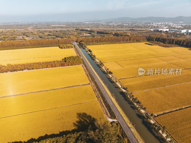 金色稻田航拍