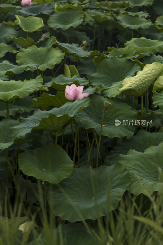 夏季公园荷塘荷叶丛中荷花特写