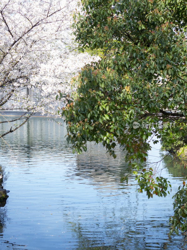 杭州西湖花港观鱼风景