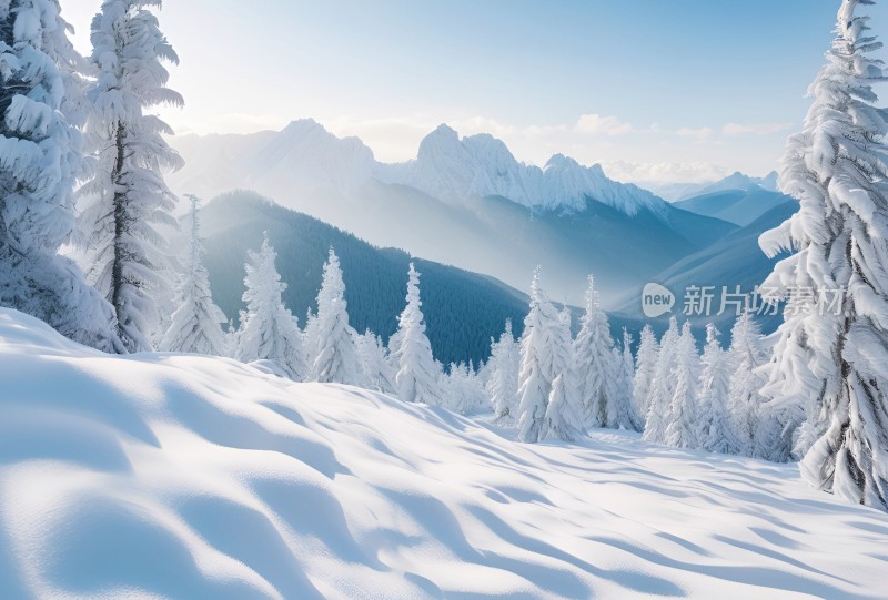 冬季森林白雪覆盖风景