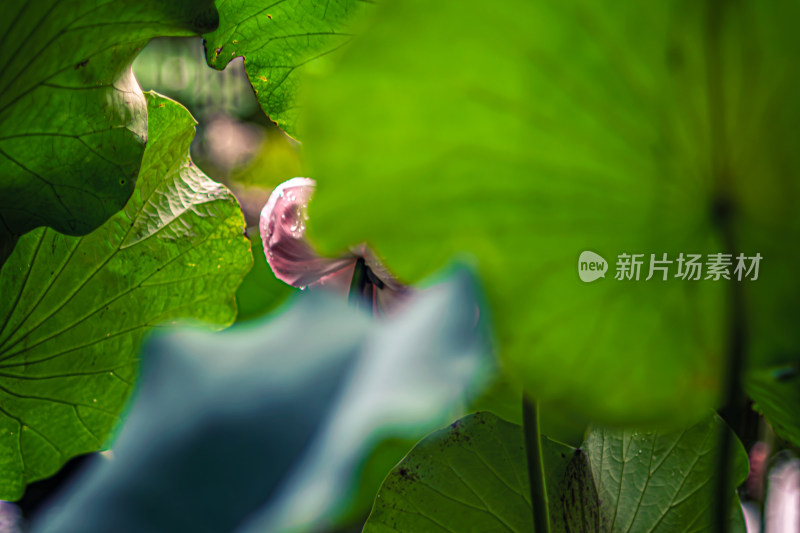 雨后荷花上的水珠